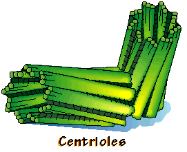 546_centroles.png