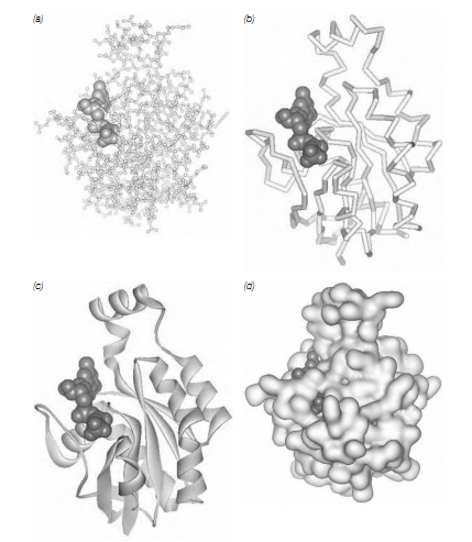 591_Quaternary structure 1.png