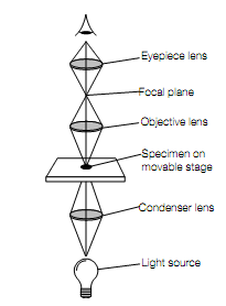 635_compound microscope.png