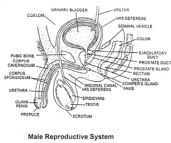 700_male reproductive system.png