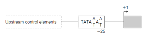 704_Initiation of transcription.png