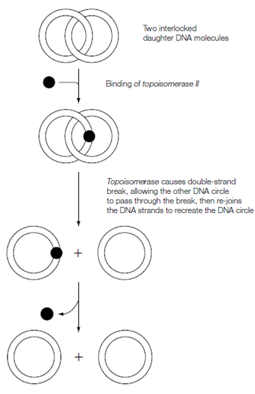 708_Accessory proteins.png