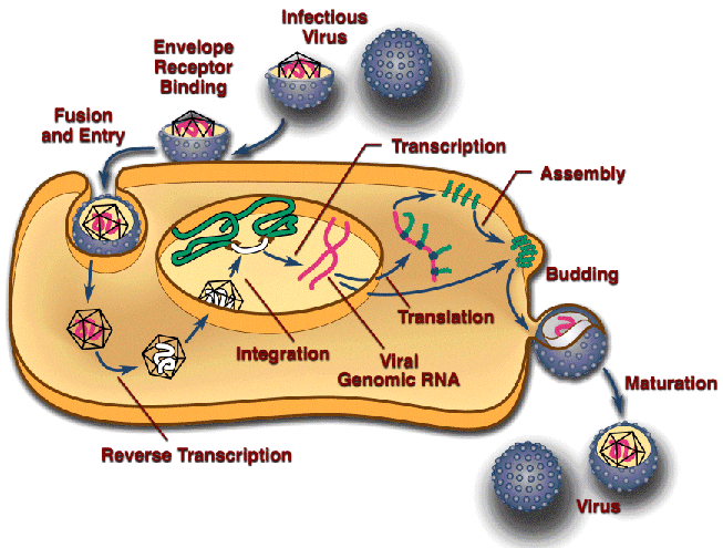 711_Virus replication.png