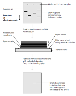 756_Southern blotting.png