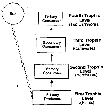 775_Trophic Level - Ecosystem.png