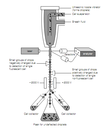 780_flow cytometry.png