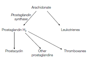 819_Prostaglandins.png