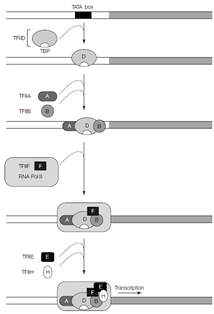 841_Elongation, termination and RNA processing.png