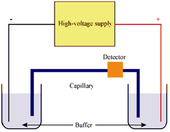 860_Capillary Electrophoresis.png