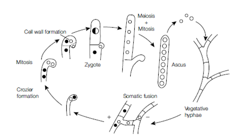 Reproduction In The Dikarya: Ascomycota, Reproduction in fungi ...