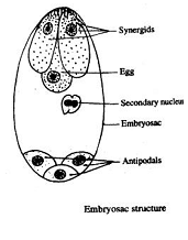 908_Embryo-sac.png