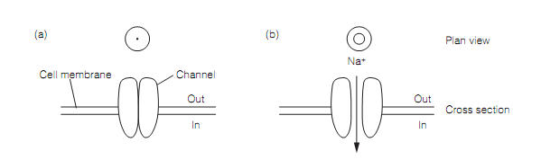 920_Voltage-dependent sodium channels.png