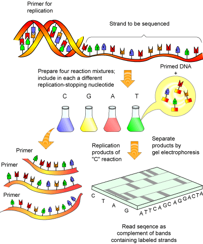 928_DNA Sequencing.gif
