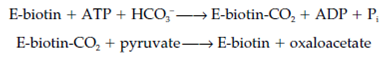 952_Precursors for gluconeogenesis4.png